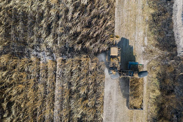 Vista superior aérea de cortadores de caña de azúcar están trabajando al aire libre — Foto de Stock