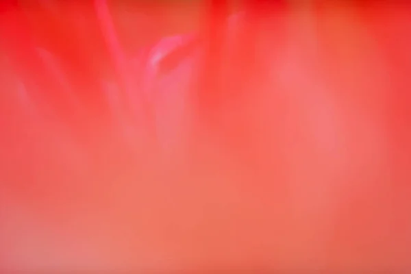 Abstract estompat frumos flori rosii lumina pe răsărit de vară ba — Fotografie, imagine de stoc