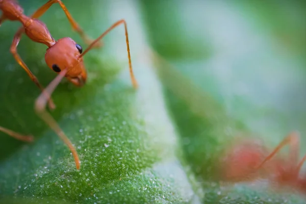 Ants macro on green leaves — Stock Photo, Image