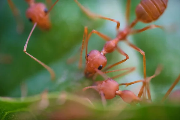 Ants macro on green leaves