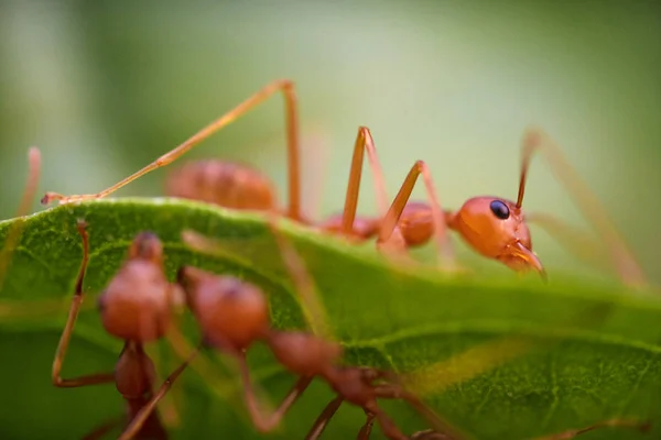 Hormigas macro sobre hojas verdes — Foto de Stock