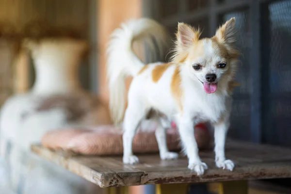 Capelli lunghi cane chihuahua sul tavolo — Foto Stock