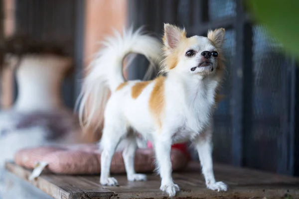 Cabelo longo chihuahua cão na mesa — Fotografia de Stock