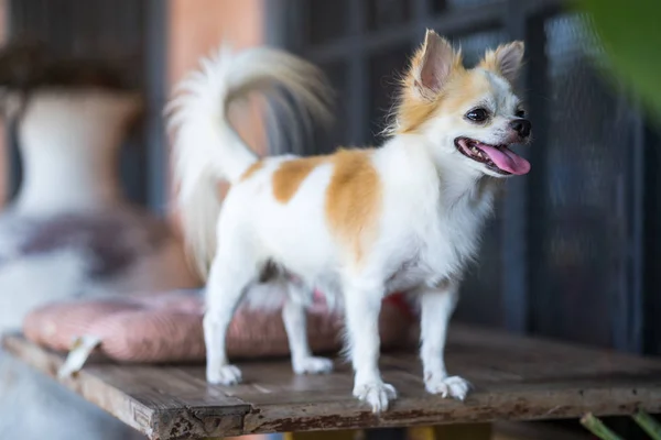 Hosszú haj Chihuahua kutya asztalra — Stock Fotó