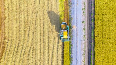 Pirinç alanında çalışan Harvester makinesinin havadan üst görünümü 