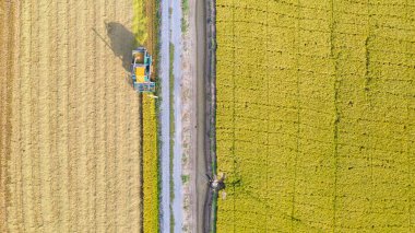 Pirinç alanında çalışan Harvester makinesinin havadan üst görünümü 