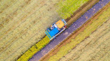 Pirinç alanında çalışan Harvester makinesinin havadan üst görünümü 