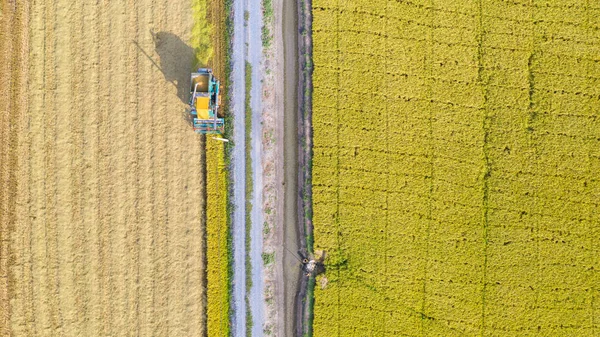 Widok z lotu ptaka maszyny Harvester pracy w polu ryżu z — Zdjęcie stockowe