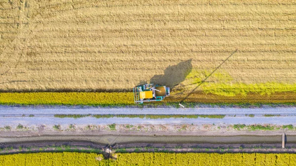 Pirinç alanında çalışan Harvester makinesinin havadan üst görünümü 