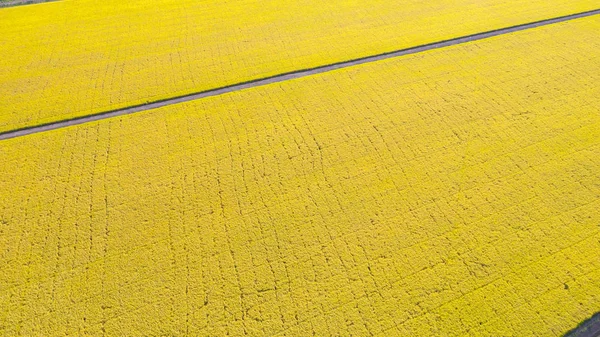 Bovenaanzicht van het gele rijstveld van bovenaf — Stockfoto