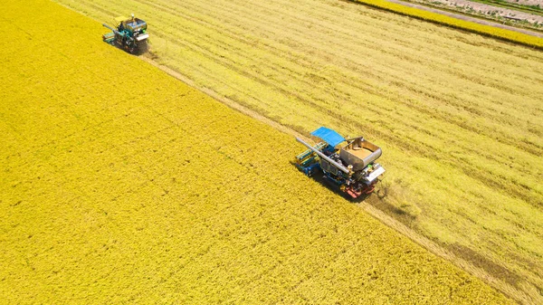 Aerial view of Harvester machine working in rice field from abov — Stock Photo, Image