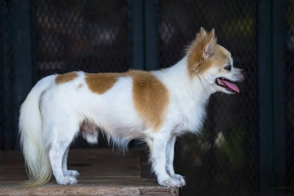 Cabelo longo chihuahua cão na mesa — Fotografia de Stock