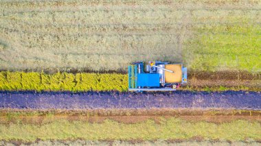 Pirinç alanında çalışan Harvester makinesinin havadan üst görünümü 