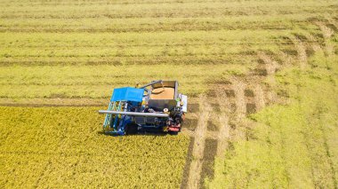 Pirinç alanında çalışan Harvester makinesinin havadan üst görünümü 
