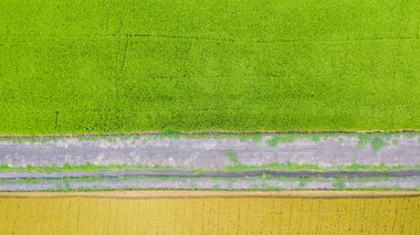 Yukarıdan yeşil ve sarı pirinç alanının havadan üst görünümü