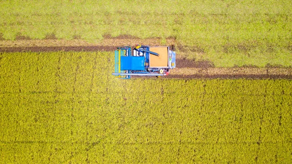 から田んぼで働くハーベスターマシンの空中トップビュー — ストック写真