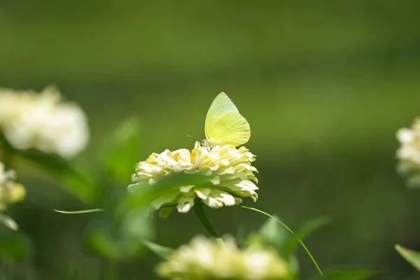 Mariposa blanca sobre flor blanca —  Fotos de Stock