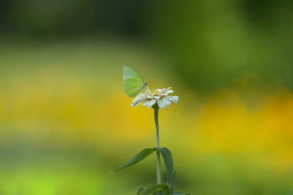 Beyaz çiçek üzerinde beyaz kelebek — Stok fotoğraf