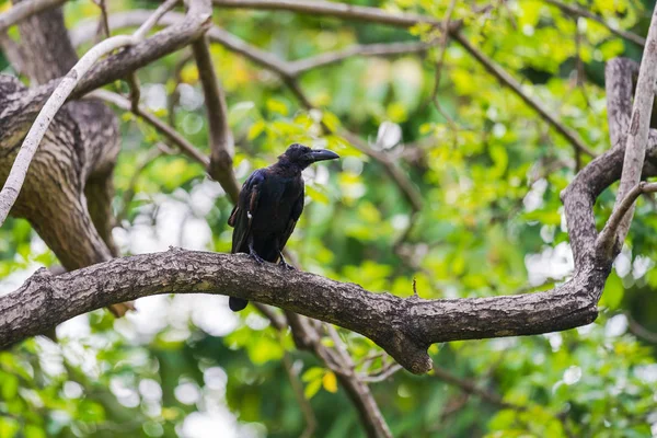 Schwarze Krähe auf Ästen — Stockfoto