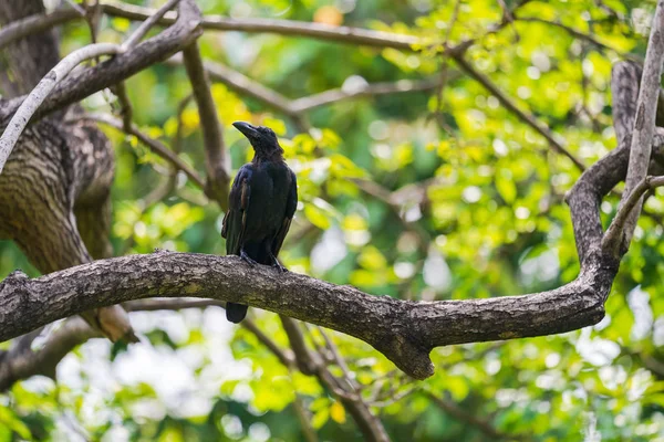 Черная ворона на ветвях деревьев — стоковое фото