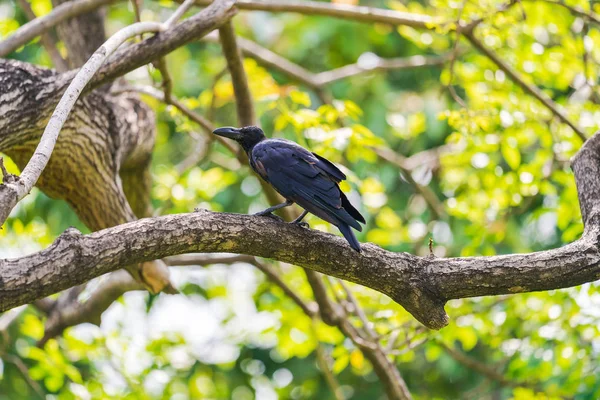 Zwarte kraai op boomtakken — Stockfoto