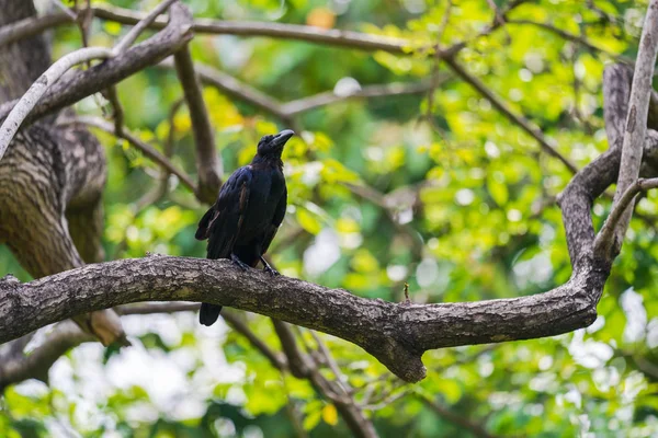 Fekete varjú a fa ágak — Stock Fotó