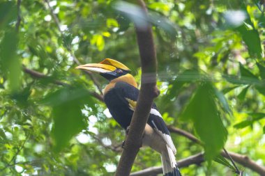Hornbills, ağaçüzerinde kuş