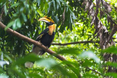 Hornbills, ağaçüzerinde kuş