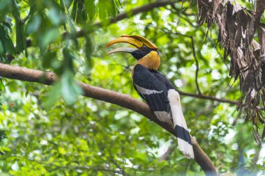 Hornbills, ağaçüzerinde kuş