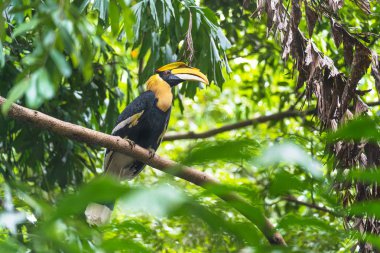 Hornbills, ağaçüzerinde kuş