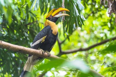 Hornbills, ağaçüzerinde kuş