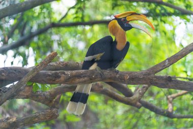 Hornbills, ağaçüzerinde kuş