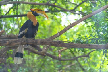 Hornbills, ağaçüzerinde kuş