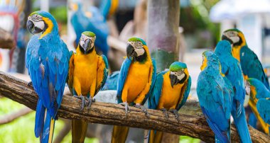 Ağaç dalları üzerinde renkli macaw Grubu