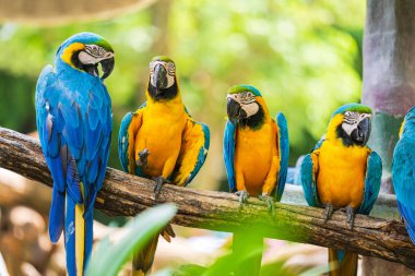 Ağaç dalları üzerinde renkli macaw Grubu
