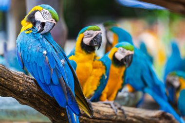Ağaç dalları üzerinde renkli macaw Grubu