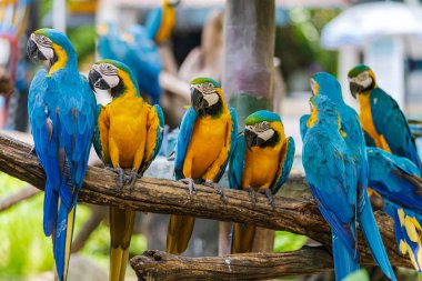 Ağaç dalları üzerinde renkli macaw Grubu