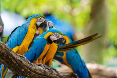 Ağaç dalları üzerinde renkli macaw Grubu