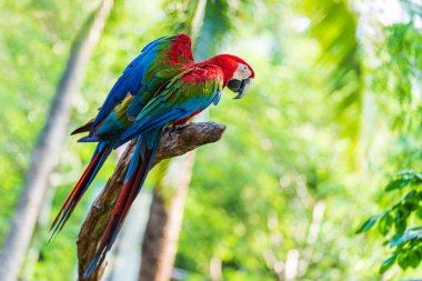 Ağaç dalları üzerinde renkli macaw Grubu