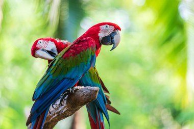 Ağaç dalları üzerinde renkli macaw Grubu