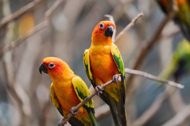 Beautiful colorful sun conure parrot birds clipart