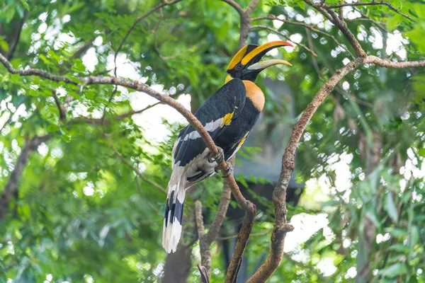 Hornbills, fågel på trädet — Stockfoto