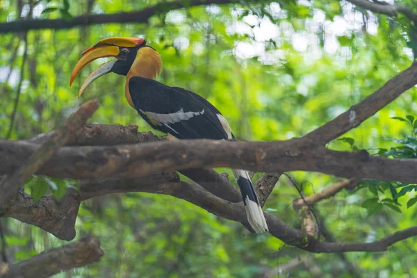 Neushoornvogels, vogel op de boom — Stockfoto