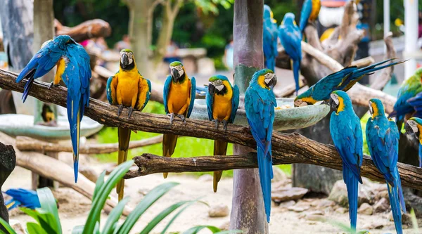 Groep van kleurrijke Ara op boomtakken — Stockfoto
