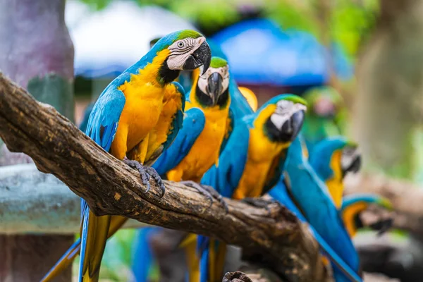 Ağaç dalları üzerinde renkli macaw Grubu — Stok fotoğraf