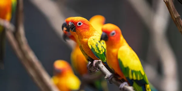 Piękne kolorowe słońce conure papuga ptaki — Zdjęcie stockowe