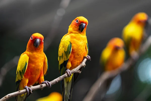 Mooie kleurrijke zon papegaaiachtigen papegaai vogels — Stockfoto