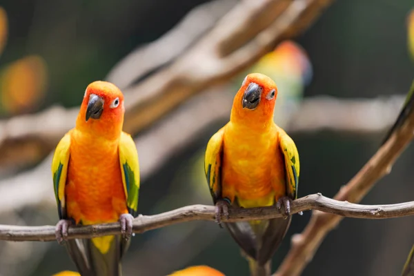 Schöne bunte Sonne zaubert Papageienvögel — Stockfoto