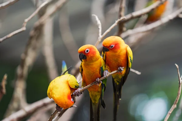 美丽的五颜六色的太阳圆鹦鹉鸟 — 图库照片
