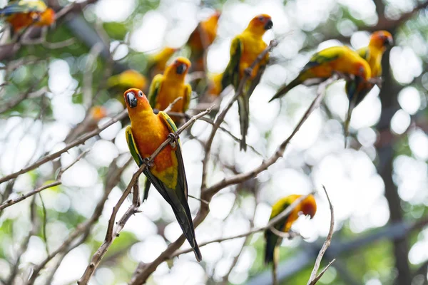 Schöne bunte Sonne zaubert Papageienvögel — Stockfoto